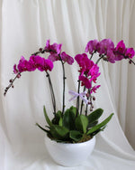 Phalaen Bloom Table Flower Arrangement - View 3 | Windflower Florist