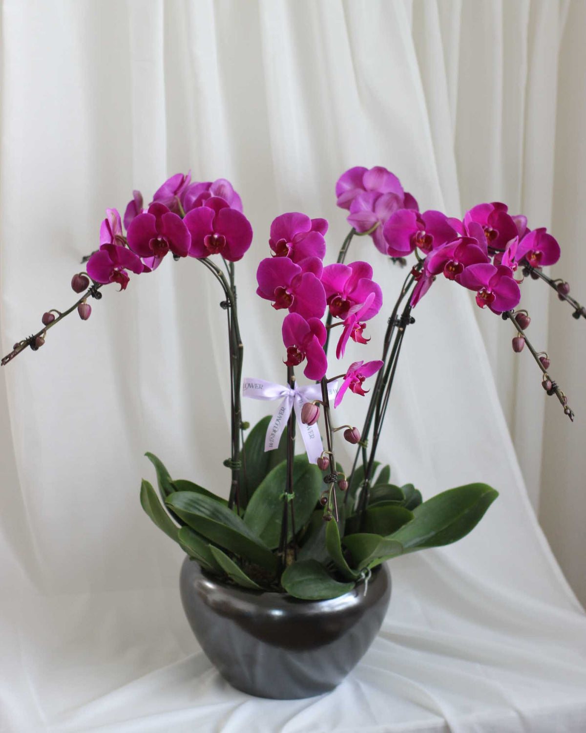 Phalaen Bloom Table Flower Arrangement - View 4 | Windflower Florist