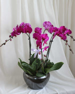 Phalaen Bloom Table Flower Arrangement - View 4 | Windflower Florist