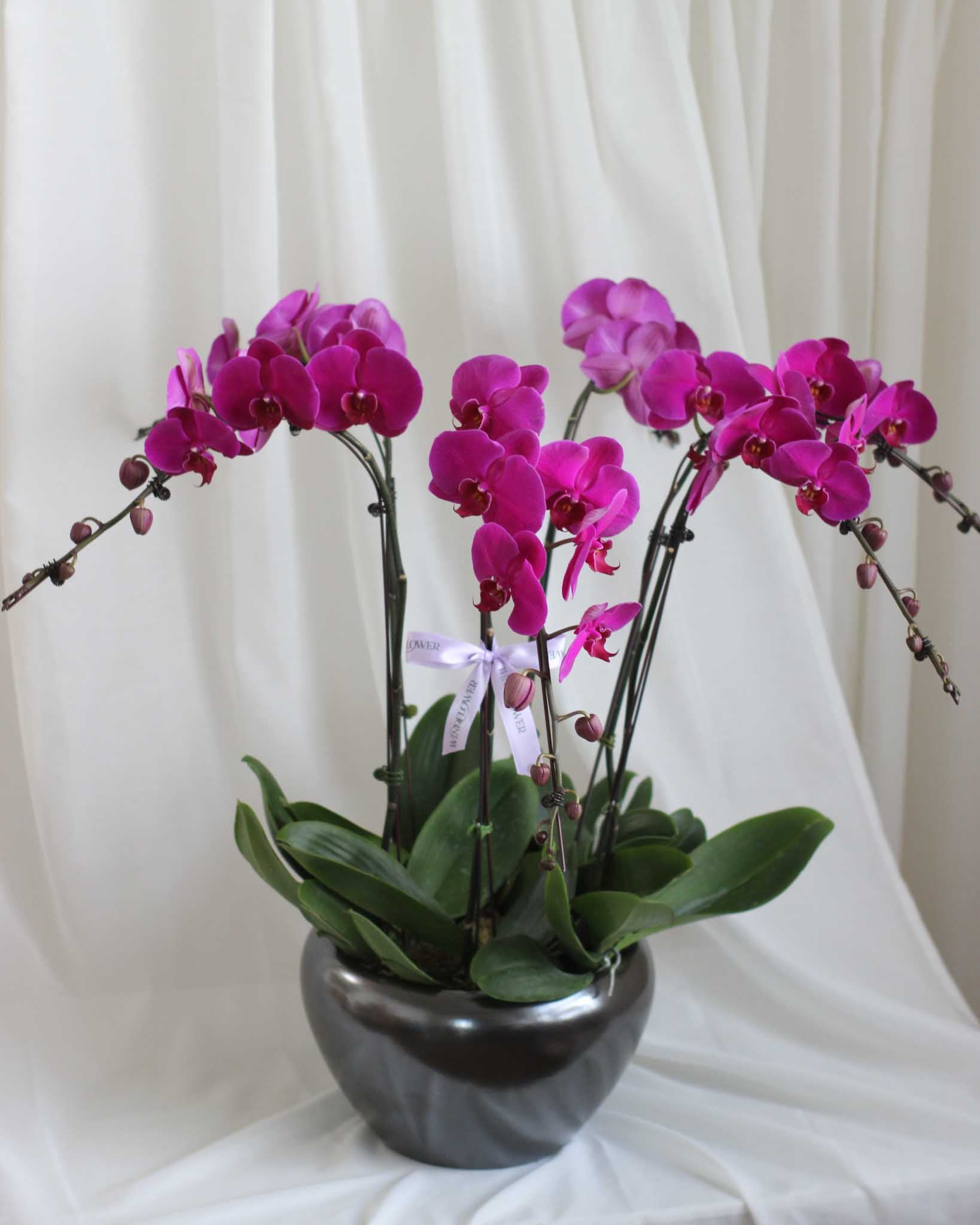 Phalaen Bloom Table Flower Arrangement - View 4 | Windflower Florist