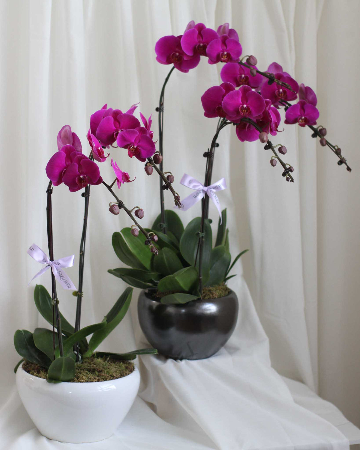Phalaen Bloom Table Flower Arrangement | Free Same-Day Flower Delivery Singapore