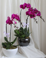 Phalaen Bloom Table Flower Arrangement | Free Same-Day Flower Delivery Singapore