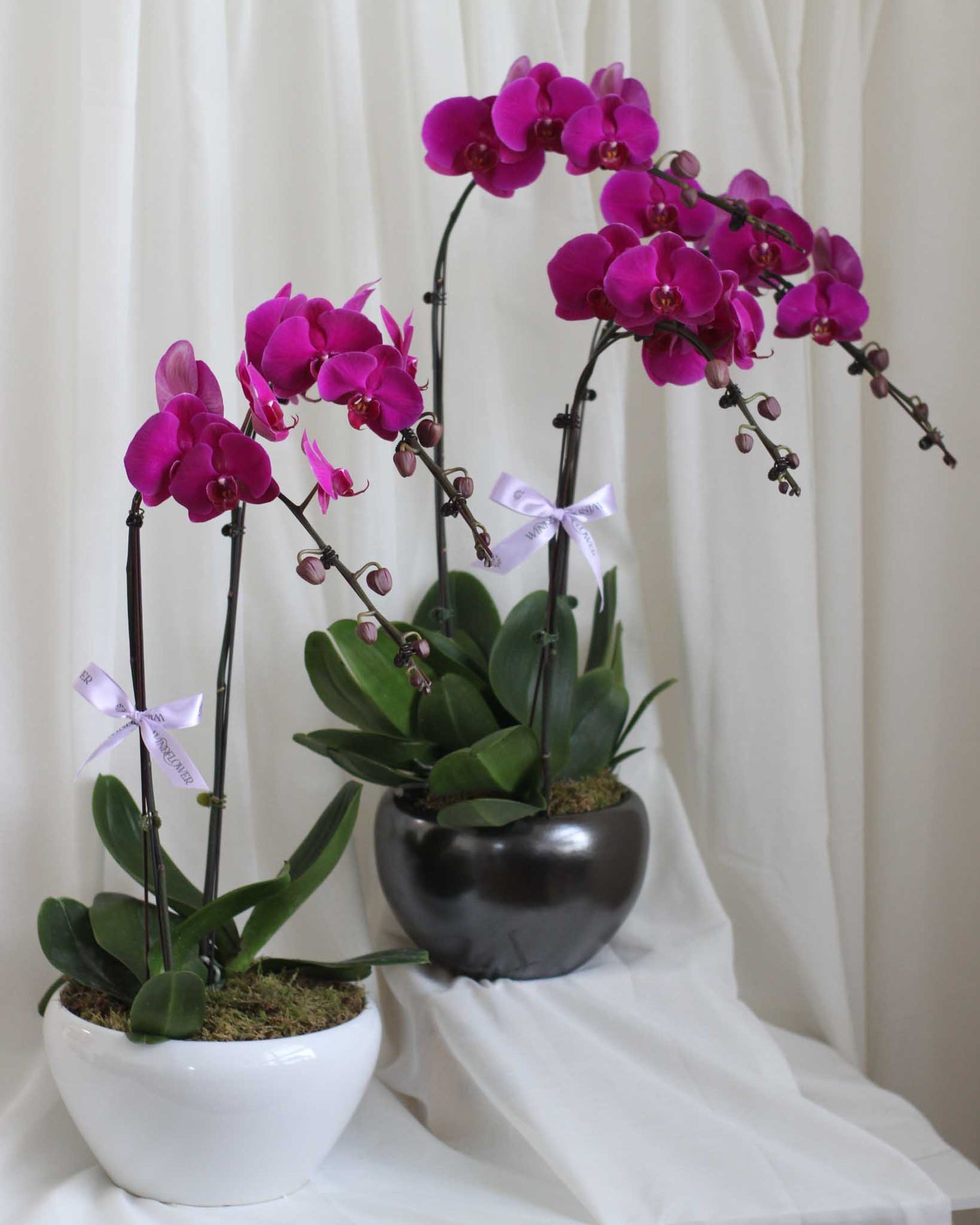 Phalaen Bloom Table Flower Arrangement | Free Same-Day Flower Delivery Singapore