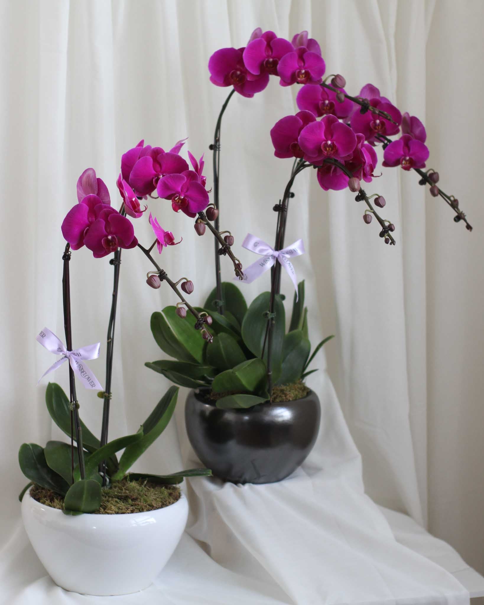 Phalaen Bloom Table Flower Arrangement | Free Same-Day Flower Delivery Singapore