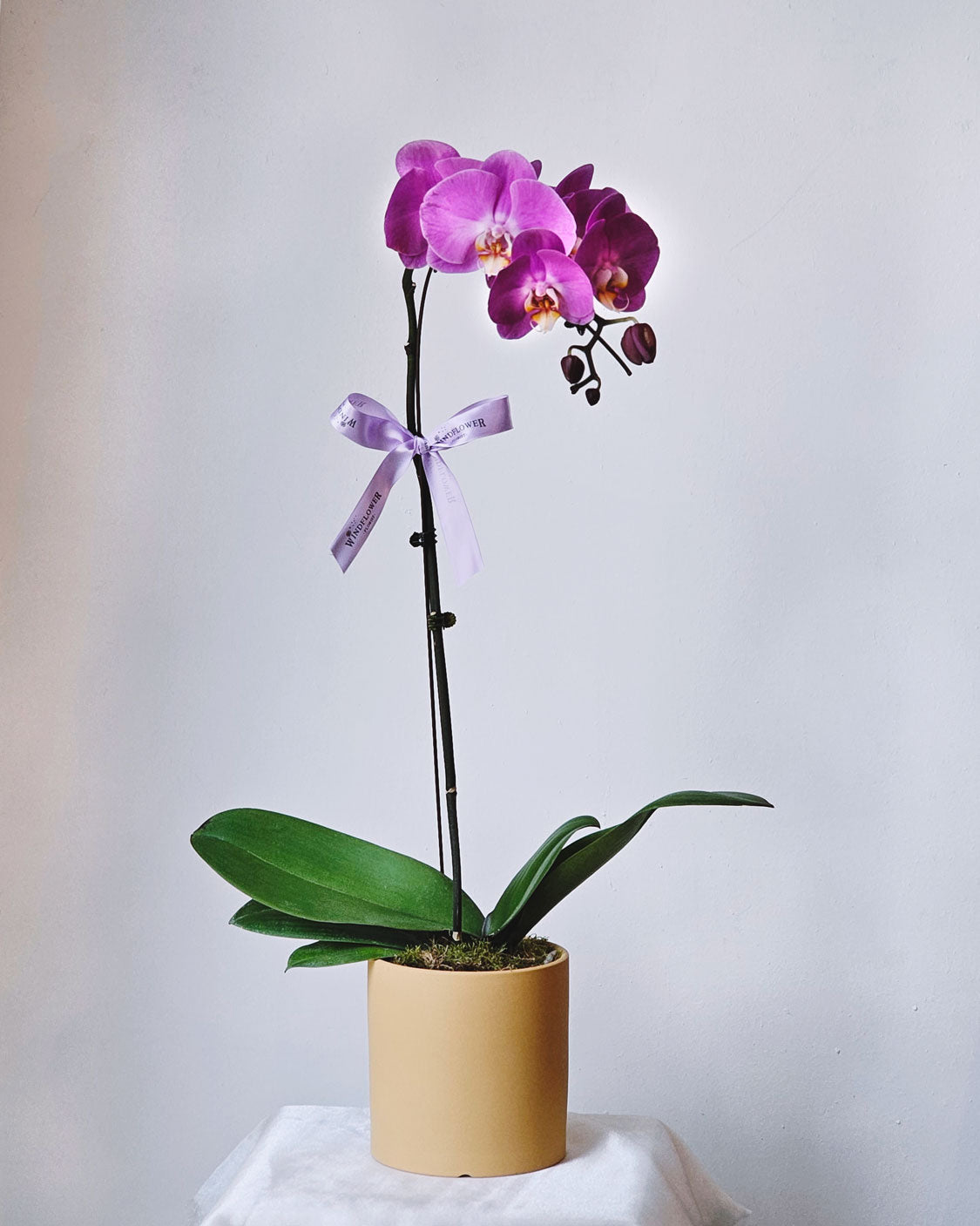 Phalaenopsis Orchid Table Flower Arrangement | Free Same-Day Flower Delivery Singapore