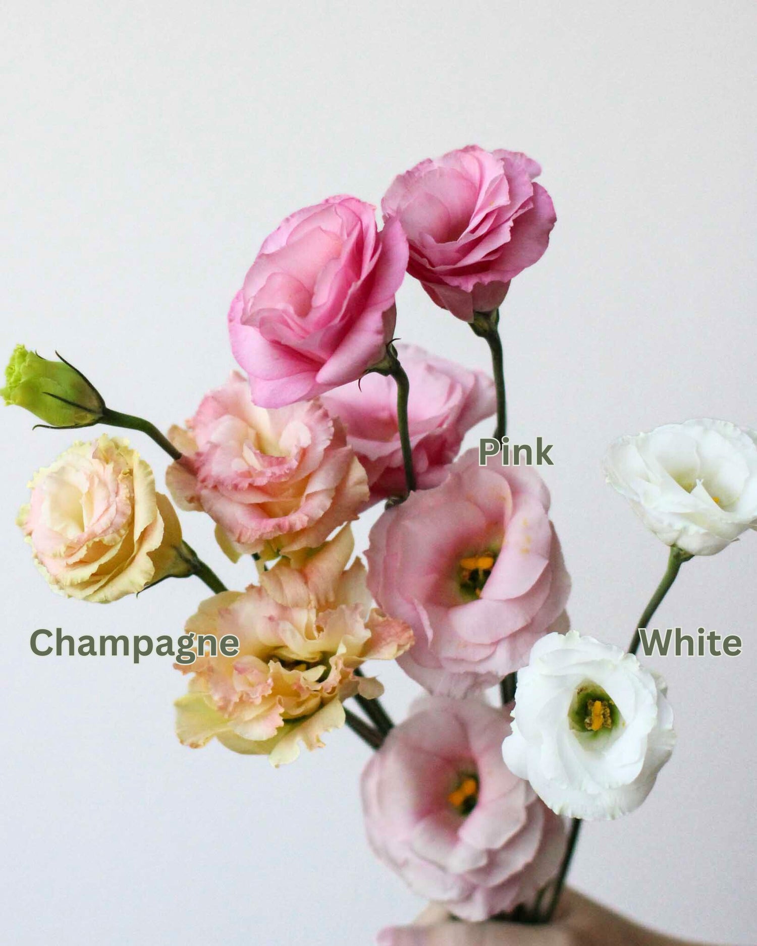 Subscription Flowers - Eustoma Flower Arrangement by Windflower Florist Singapore