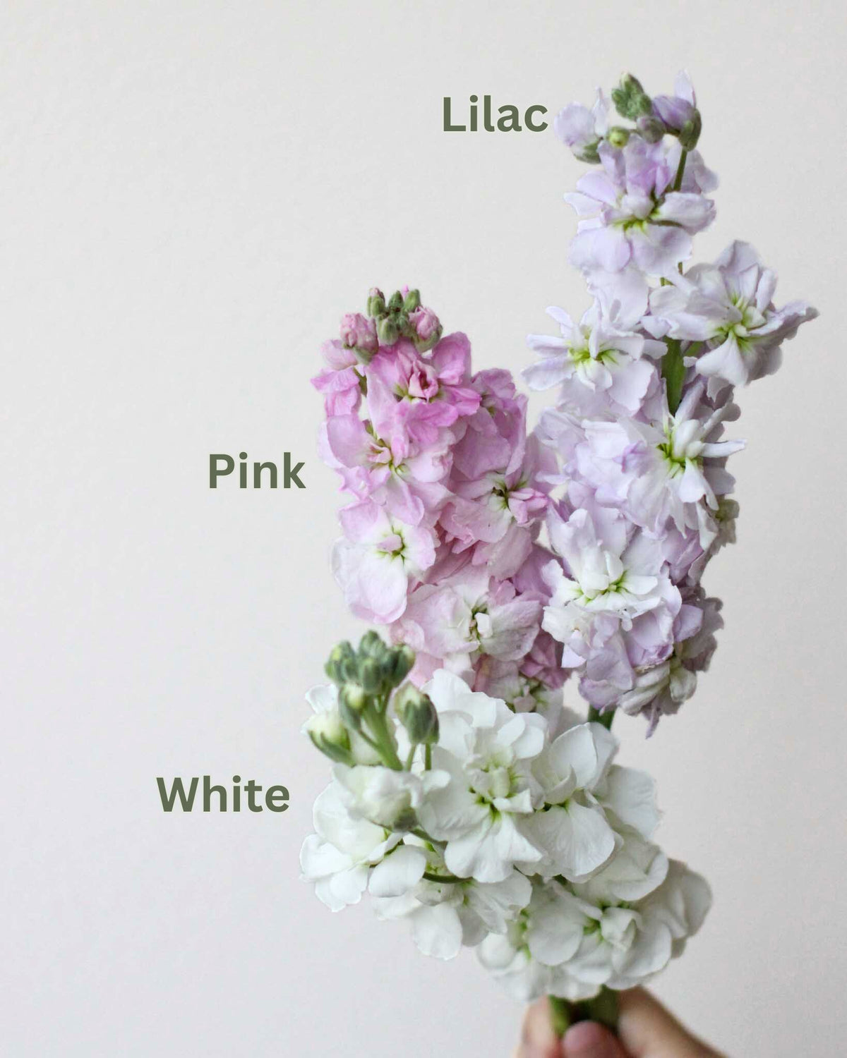 Subscription Flowers - Matthiola Flower Arrangement by Windflower Florist Singapore