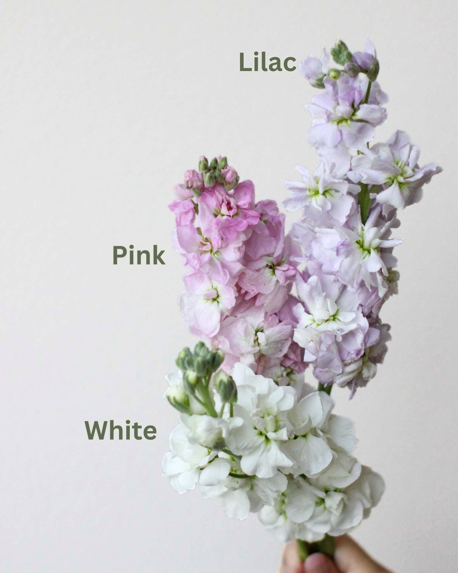 Subscription Flowers - Matthiola Flower Arrangement by Windflower Florist Singapore