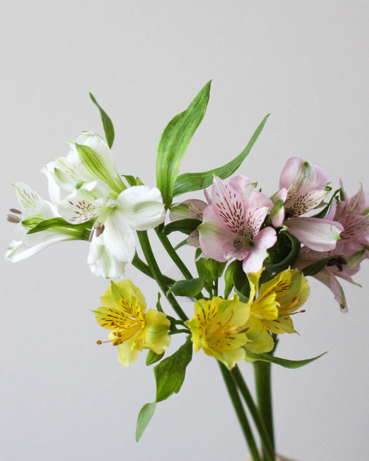 Subscription Flowers - Alstroemeria Flower Arrangement by Windflower Florist Singapore
