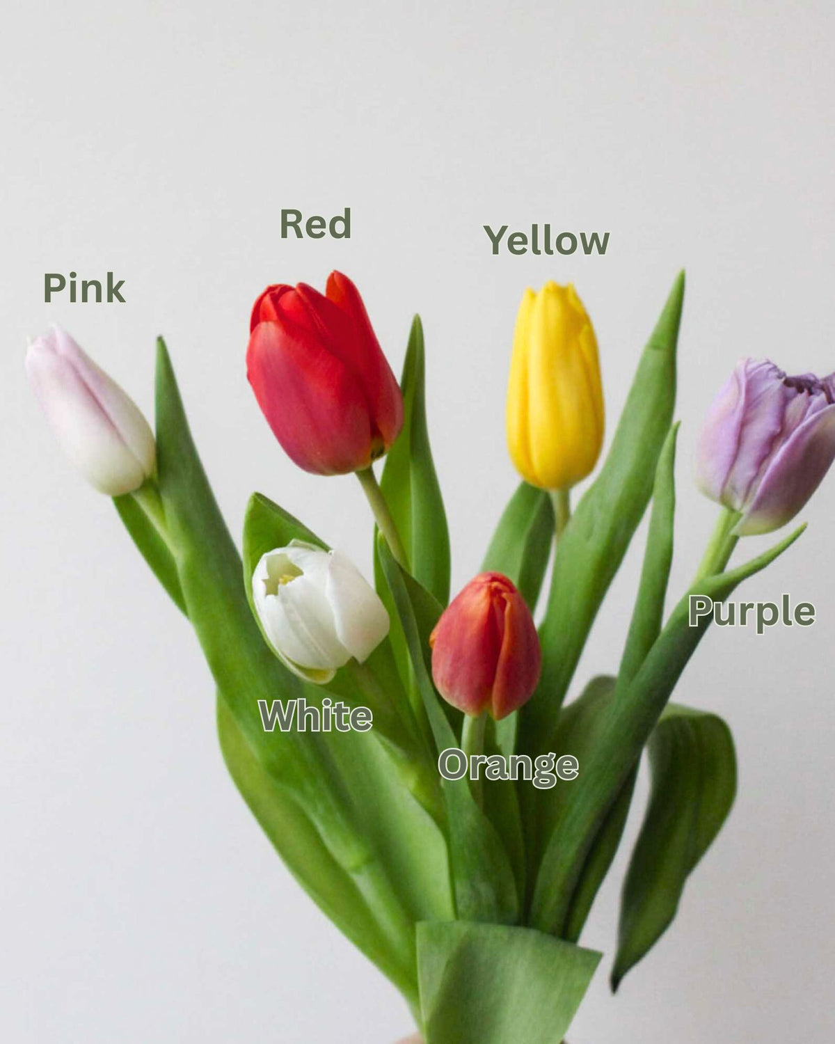 Subscription Flowers - Tulip