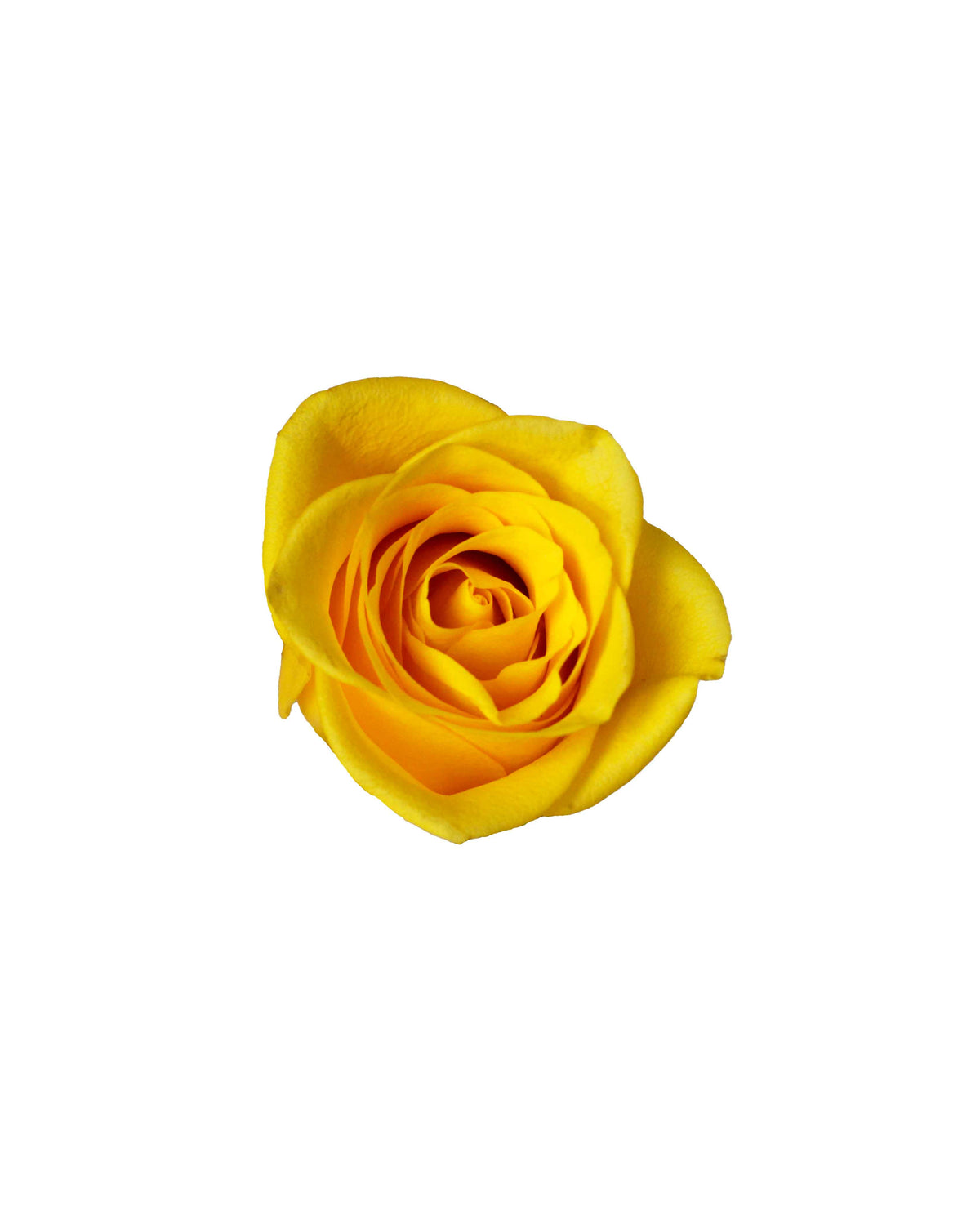Rose (China) - Yellow