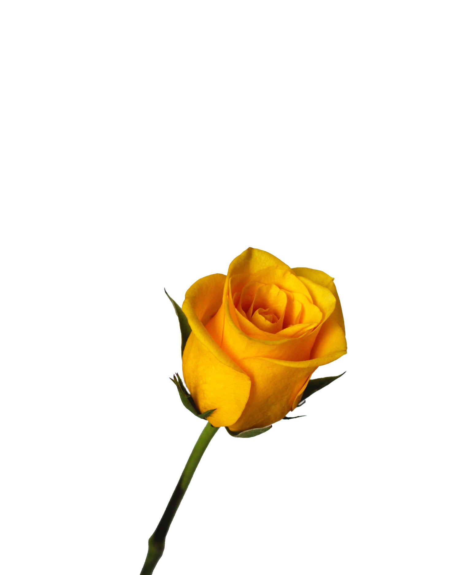 Rose (China) - Yellow Flower Arrangement by Windflower Florist Singapore