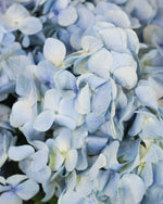 Blush Cloud Hydrangea Bouquet — Blue Hydrangea and Baby's Breath | Free Same-Day Delivery Singapore