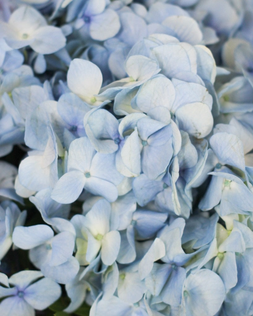 Daily Surprise - Fresh Hydrangeas Hand Bouquet — Blue Hydrangea | Free Same-Day Delivery Singapore