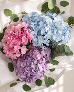 Omakase Hydrangea Bouquet Hydrangea Bouquet — Mixed Hydrangea Top View | Free Same-Day Delivery Singapore