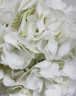 Omakase Hydrangea Bouquet Hydrangea Bouquet — White Hydrangea | Free Same-Day Delivery Singapore