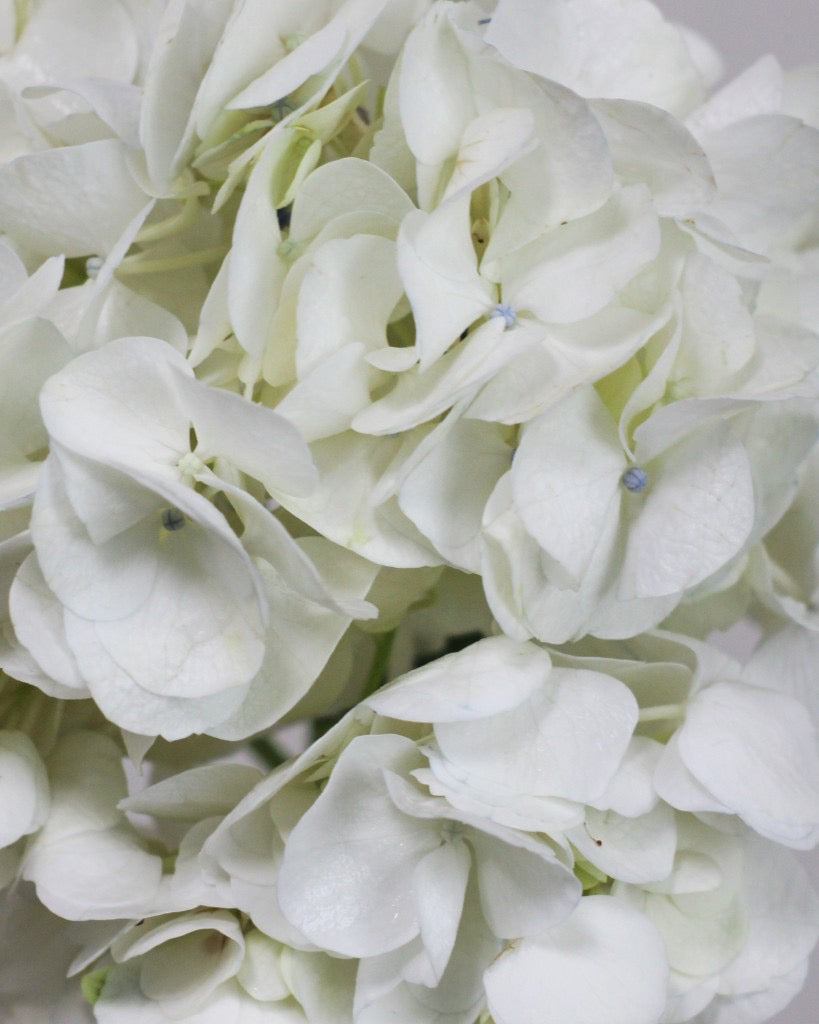 Omakase Hydrangea Bouquet Hydrangea Bouquet — White Hydrangea | Free Same-Day Delivery Singapore